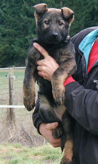 Yumi Lord red collar blk sable female