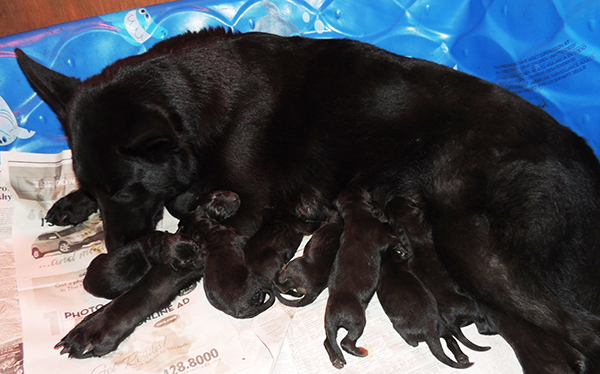 Bali Tieger O Litter 1 day old1