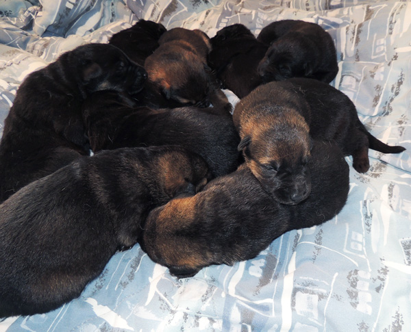 Bara Lord pups 11 days old