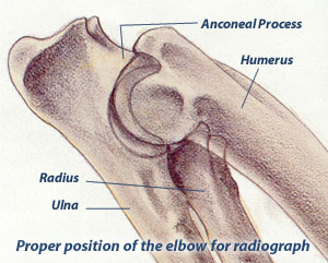 Canine Anatomy of Elbow