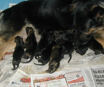 Xena Pups 1 day old