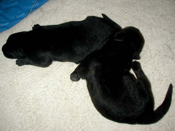 Itti x Lux 3rd litter 3 Days Old