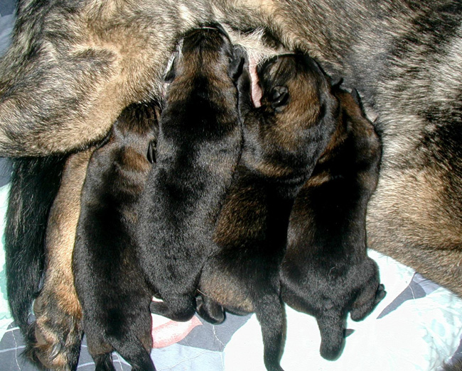 barinja x Argo pups 1 day old