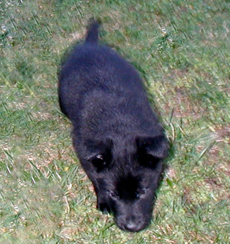 Dany Blk Male 5 wks325