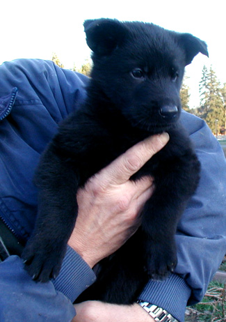 Dany Blk Male 5 wks_325