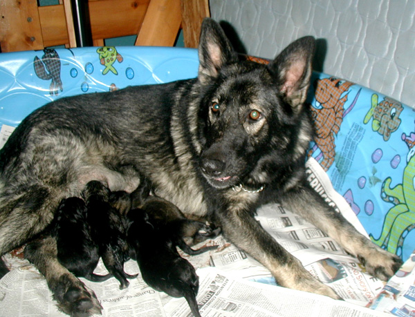 Dany Argo 2nd litter Newborn_4 Males