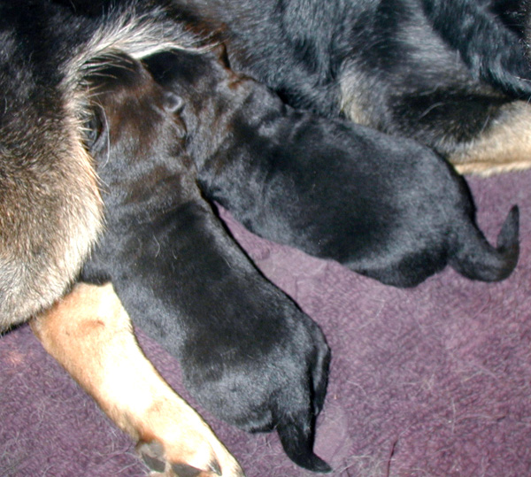Hary Argo pups 9 days old