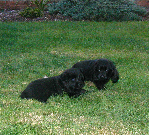 Itti Blk Females 3 wks_