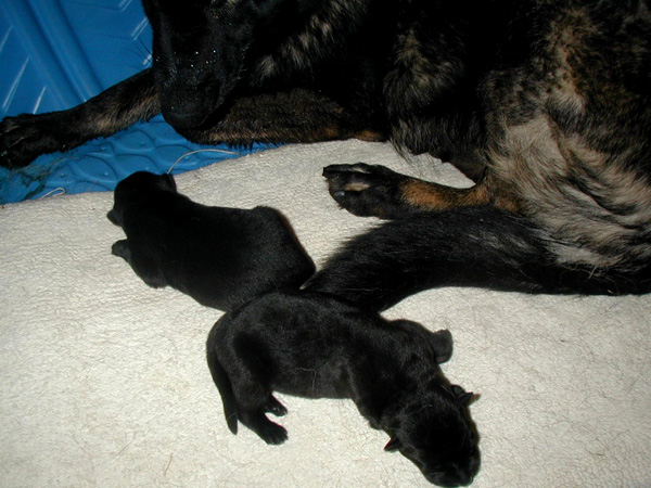 Itti Black Females 3 days Old