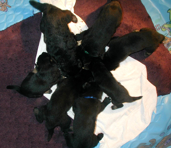 Jonni Argo pups 3.5 wks 1st feeding