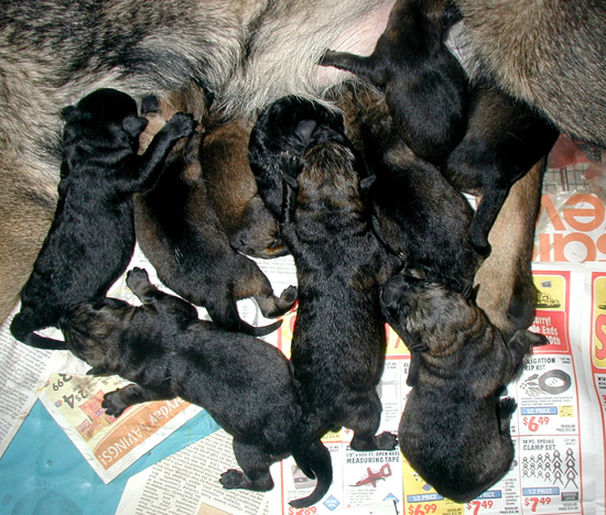 Yumi Lux Litter 3_8hrs old1a