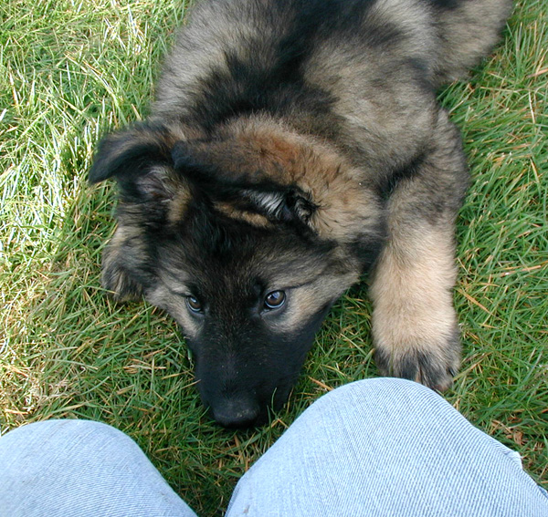 Dany Argo Male pup_9.5 wks