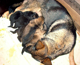 Molly's 1st litter Germany