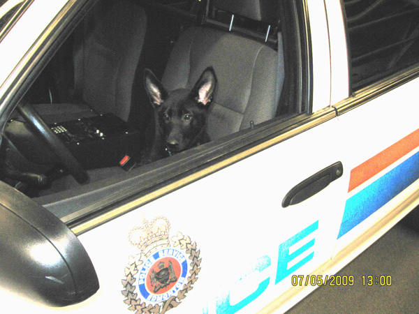 Nyx in patrol car