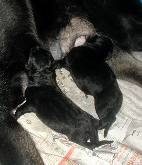 Onika Argo pups 1 day old