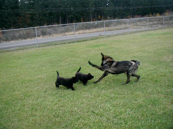 Sassi and Sasha play with Itti 6 wks