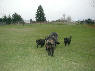 Sassi Mom and Sasha 6 wks