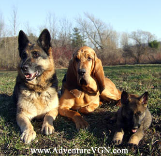 bloodhound german shepherd