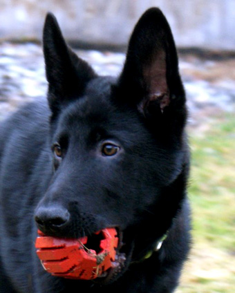 Tazer with Ball