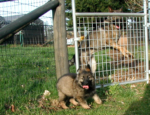 Dany X Male pup 9.5 wks with Norbo DL