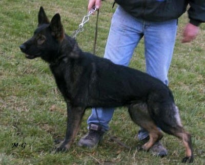 Schh3 best sale german shepherd