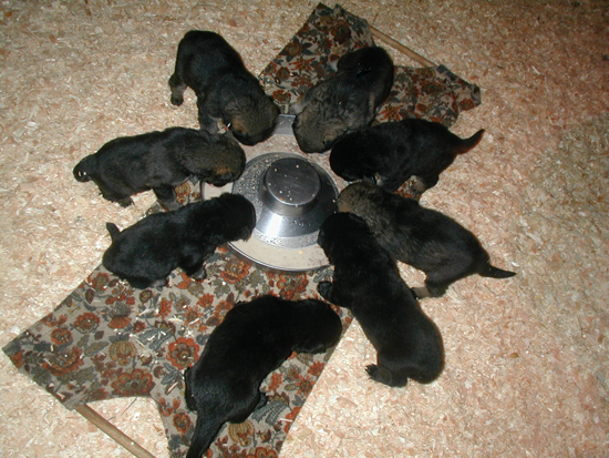 pups_first_meal