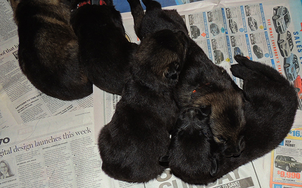 Isy Wuffjager A Litter 16 days 3