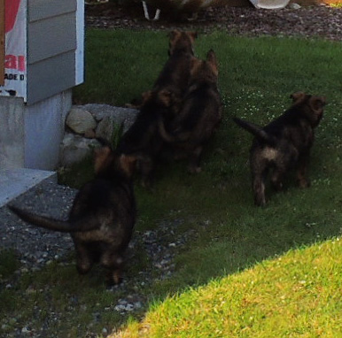 Elfie Lord T Litter Exploring yard